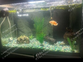 Fish tank and fish for sale