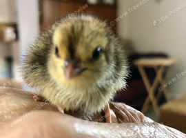 Celadon quail