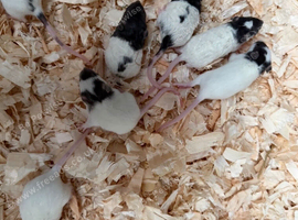 Baby&rsquo;s rats for 6week to 8weeks