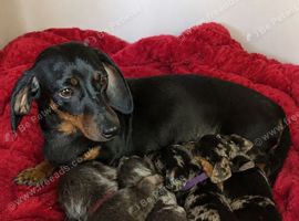 Miniature dachshund