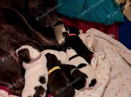 French Bulldog x puppies for sale