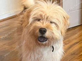 Chow Chow cross, sad sale, lovely dog