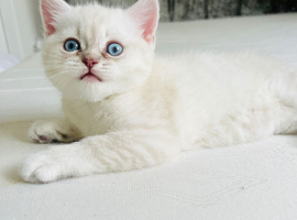 Scottish fold and straight kittens
