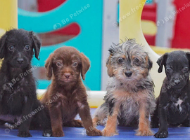 Miniature Patterpoo&rsquo;s