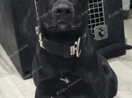 BULLHERDER MALE 10 month old.