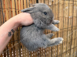 1 Beautiful Continental Giant &times; French Lop Baby