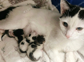 Kittens for sale 1 boy and 1 girl left