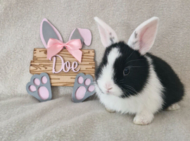 Mini lop X dutch x netherland dwarf