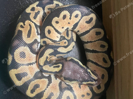 Ball python  pastel hypo het pie