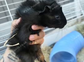 2 x Male Guinea Pigs