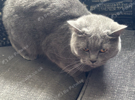 Short hair British blue