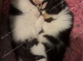 Beautiful exotic Persian Kittens