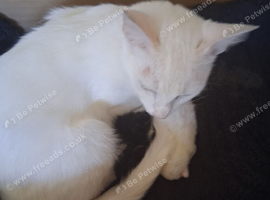 Kittens for sale