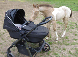 Champagne American Paint Filly