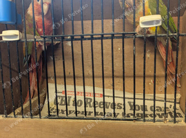 Beautiful Breeding pair of pineapple Conures