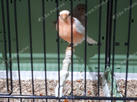 Siberian Bullfinch Pair..