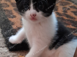 Tuxedo girl kitten