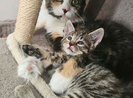 Ready now stunning kittens