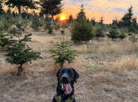 8 month old working line kc registered labrador