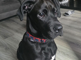 Collie/boxer