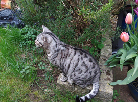 Silver Bengal