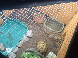 Baby tortoise with complete set up he is still very tiny
