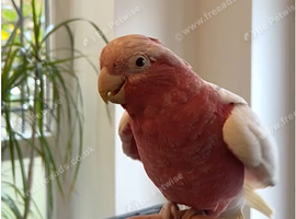 Handreard Lutino galah babies
