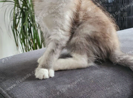Stunning Blue silver Classic Tabby Mainecoon