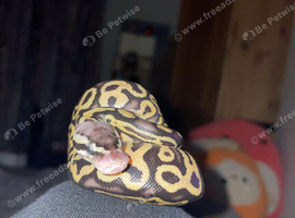 Baby royal python