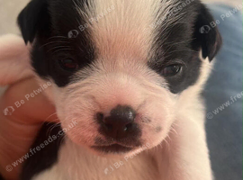 French bulldog x chug