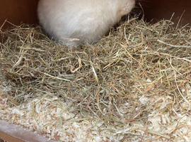 White jersey wooly buck with blue eyes