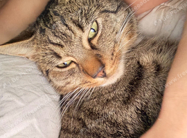 Tabby x bengal