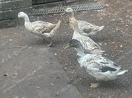 Welsh harlequin ducks