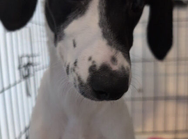 puppy for sale