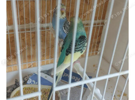 budgies for sale