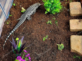 Black and white tegu