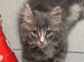 Beautiful baby  mainecoon kitten