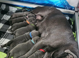 Loving Home Raised Blue Staffordshire Bull Terrier Puppies