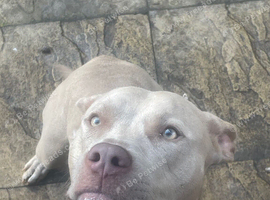 Bull cross Luna