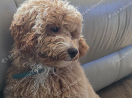 Male cockapoo
