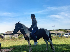 Rarity 3 year dartmoor ready for breaking