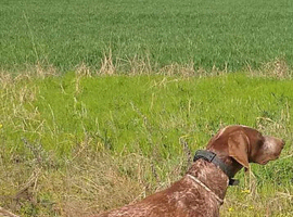 Male German pointer with Pedigree