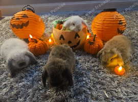 Bunnies ready to.leave now