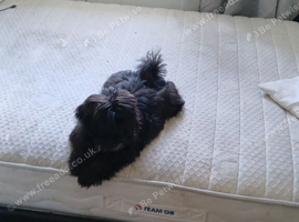 Small malshi pup
