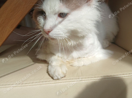 Ragdoll male and one baby kitten