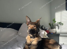 Loving forever home needed - 3 Year Old GSD