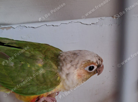 Conure Pair