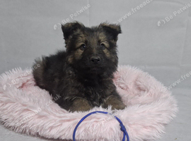 Beautiful German shepherd puppies