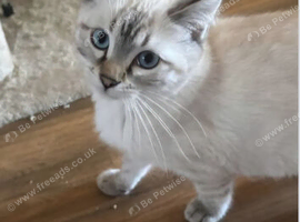 Bengal x ragdoll kittens