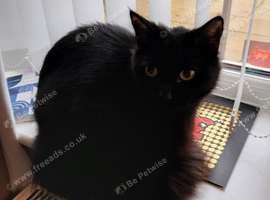 2 year old long hair black cat